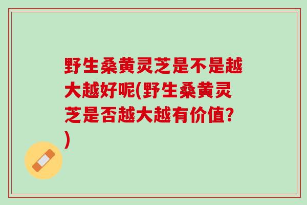 野生桑黄灵芝是不是越大越好呢(野生桑黄灵芝是否越大越有价值？)