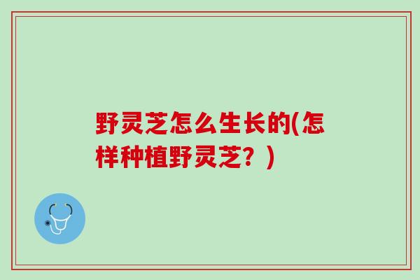 野灵芝怎么生长的(怎样种植野灵芝？)
