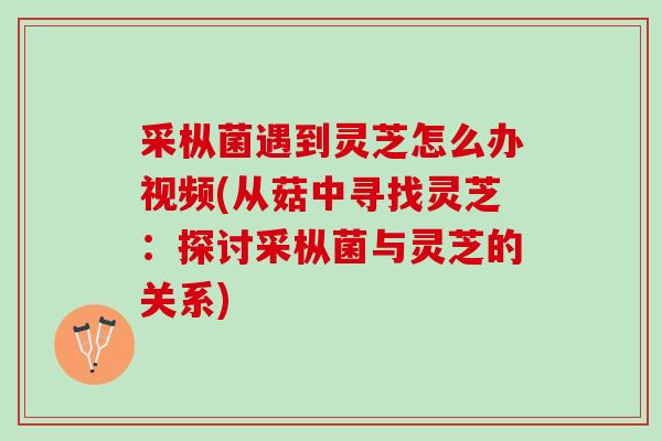 采枞菌遇到灵芝怎么办视频(从菇中寻找灵芝：探讨采枞菌与灵芝的关系)