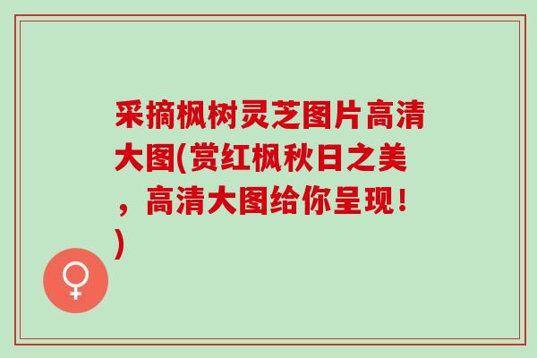 采摘枫树灵芝图片高清大图(赏红枫秋日之美,高清大图给你呈现!) 采摘枫树灵芝图片高清大图(赏红枫秋日之美,高清大图给你呈现!)