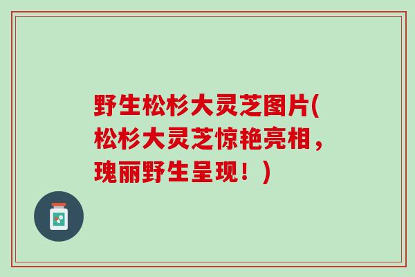 野生松杉大灵芝图片(松杉大灵芝惊艳亮相，瑰丽野生呈现！)
