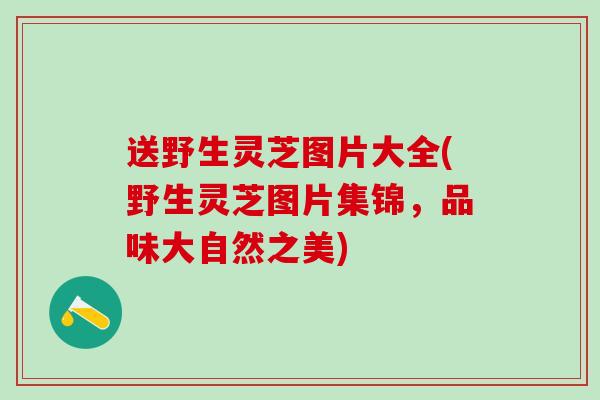 送野生灵芝图片大全(野生灵芝图片集锦，品味大自然之美)