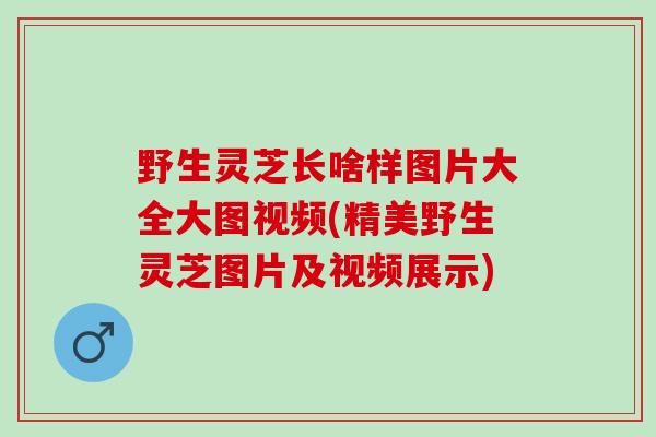 野生灵芝长啥样图片大全大图视频(精美野生灵芝图片及视频展示)