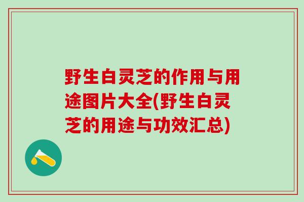 野生白灵芝的作用与用途图片大全(野生白灵芝的用途与功效汇总)