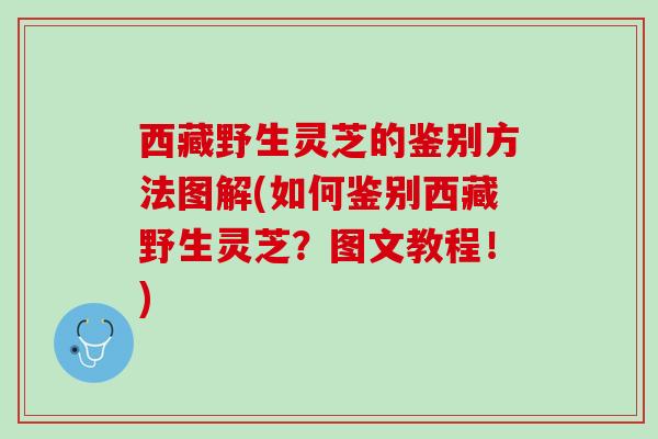 西藏野生灵芝的鉴别方法图解(如何鉴别西藏野生灵芝?图文教程!) 西藏野生灵芝的鉴别方法图解(如何鉴别西藏野生灵芝?图文教程!)