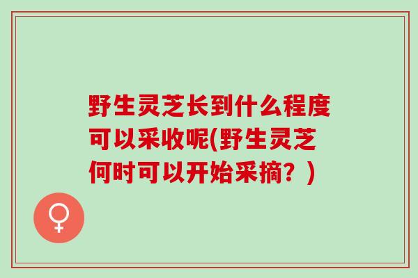 野生灵芝长到什么程度可以采收呢(野生灵芝何时可以开始采摘?) 野生灵芝长到什么程度可以采收呢(野生灵芝何时可以开始采摘?)