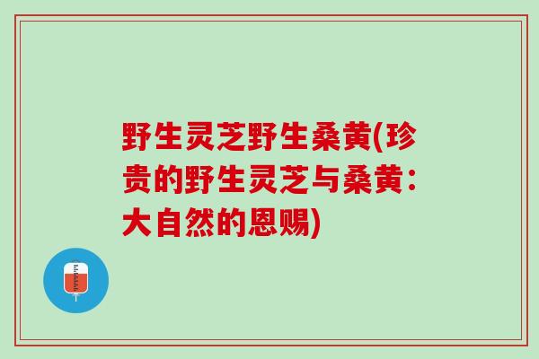 野生灵芝野生桑黄(珍贵的野生灵芝与桑黄：大自然的恩赐)