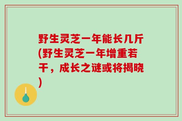 野生灵芝一年能长几斤(野生灵芝一年增重若干，成长之谜或将揭晓)