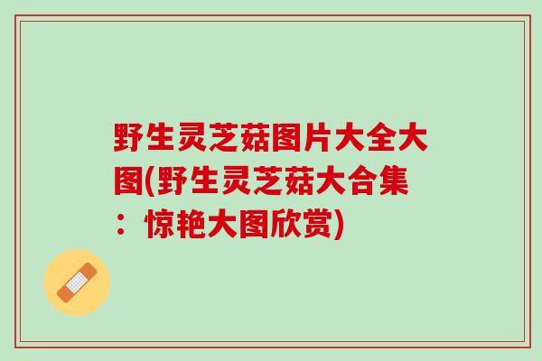 野生灵芝菇图片大全大图(野生灵芝菇大合集:惊艳大图欣赏) 野生灵芝菇图片大全大图(野生灵芝菇大合集:惊艳大图欣赏)