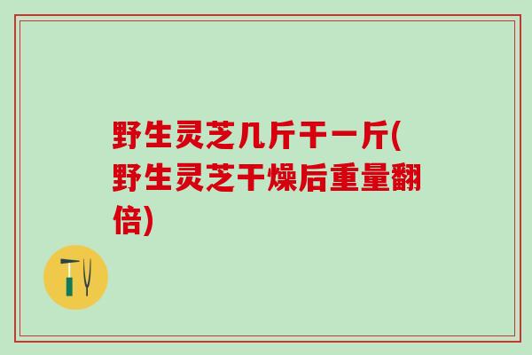 野生灵芝几斤干一斤(野生灵芝干燥后重量翻倍)
