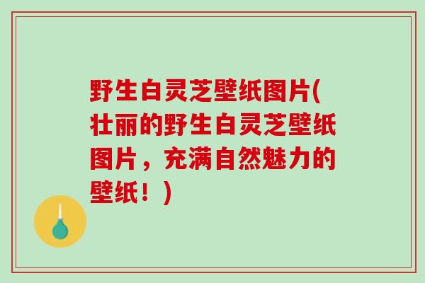 野生白灵芝壁纸图片(壮丽的野生白灵芝壁纸图片，充满自然魅力的壁纸！)