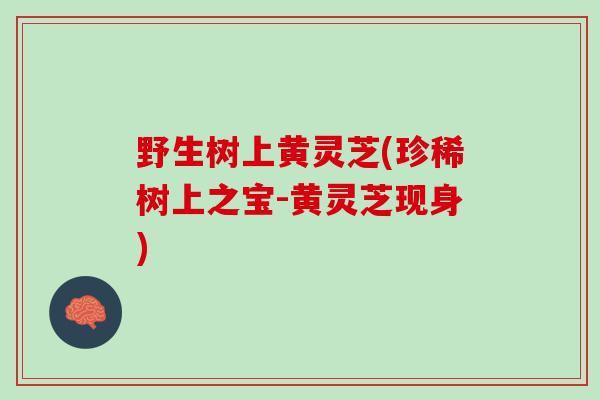 野生树上黄灵芝(珍稀树上之宝-黄灵芝现身)