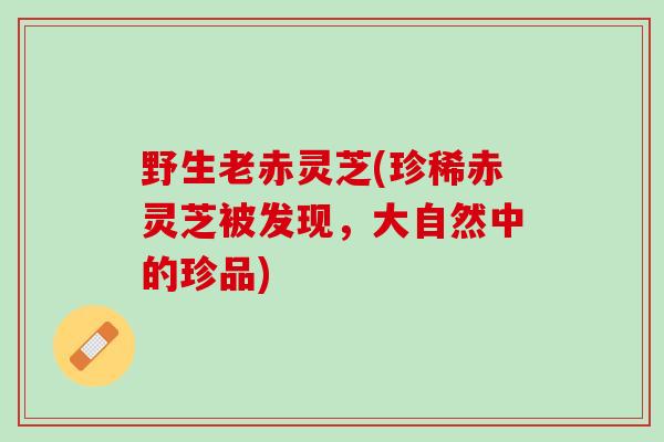 野生老赤灵芝(珍稀赤灵芝被发现，大自然中的珍品)