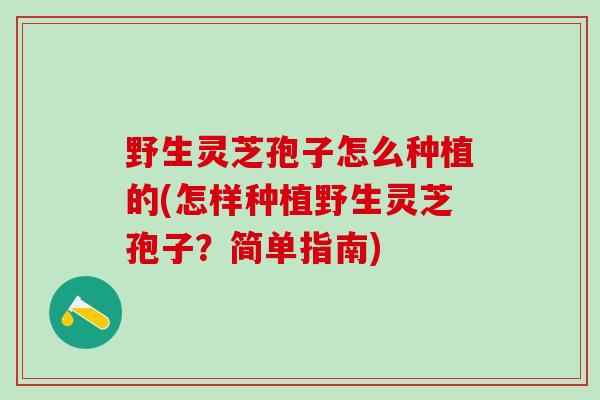 野生灵芝孢子怎么种植的(怎样种植野生灵芝孢子？简单指南)