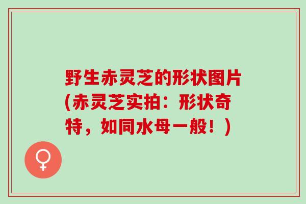 野生赤灵芝的形状图片(赤灵芝实拍：形状奇特，如同水母一般！)