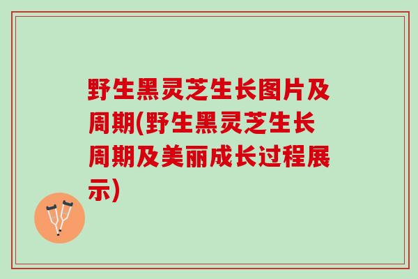野生黑灵芝生长图片及周期(野生黑灵芝生长周期及美丽成长过程展示)