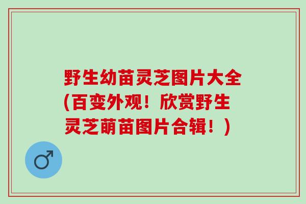 野生幼苗灵芝图片大全(百变外观！欣赏野生灵芝萌苗图片合辑！)