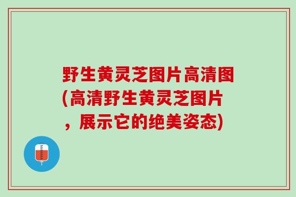 野生黄灵芝图片高清图(高清野生黄灵芝图片，展示它的绝美姿态)