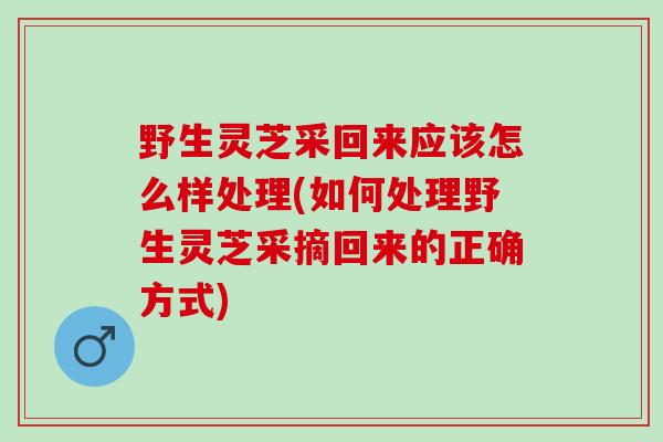 野生灵芝采回来应该怎么样处理(如何处理野生灵芝采摘回来的正确方式)
