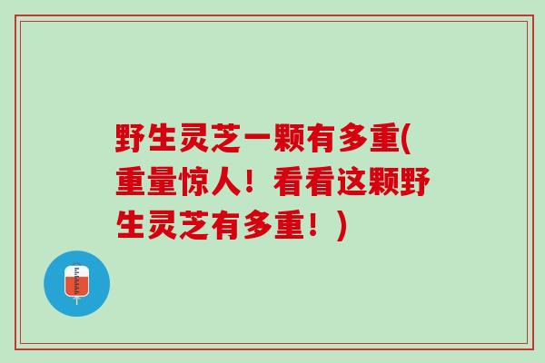 野生灵芝一颗有多重(重量惊人！看看这颗野生灵芝有多重！)