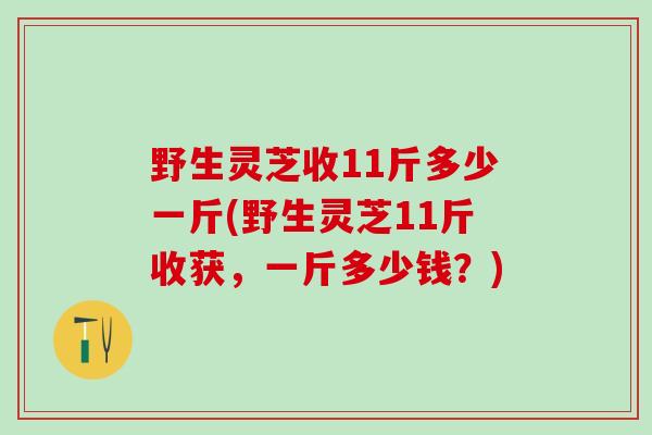 野生灵芝收11斤多少一斤(野生灵芝11斤收获,一斤多少钱?) 野生灵芝收11斤多少一斤(野生灵芝11斤收获,一斤多少钱?)