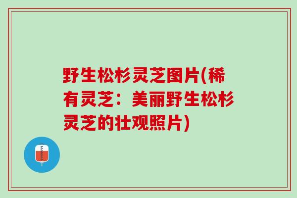 野生松杉灵芝图片(稀有灵芝：美丽野生松杉灵芝的壮观照片)