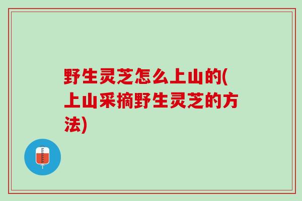 野生灵芝怎么上山的(上山采摘野生灵芝的方法)