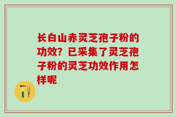 长白山赤灵芝孢子粉的功效？已采集了灵芝孢子粉的灵芝功效作用怎样呢