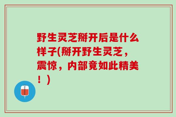 野生灵芝掰开后是什么样子(掰开野生灵芝,震惊,内部竟如此精美!) 野生灵芝掰开后是什么样子(掰开野生灵芝,震惊,内部竟如此精美!)