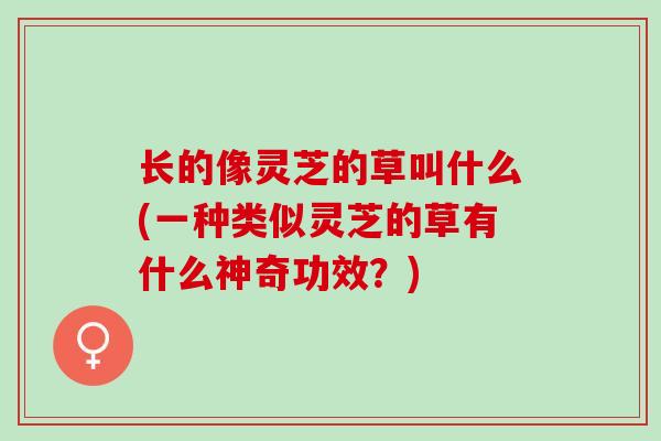 长的像灵芝的草叫什么(一种类似灵芝的草有什么神奇功效？)