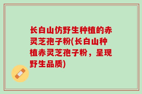 长白山仿野生种植的赤灵芝孢子粉(长白山种植赤灵芝孢子粉，呈现野生品质)