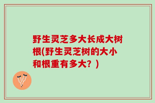 野生灵芝多大长成大树根(野生灵芝树的大小和根重有多大？)