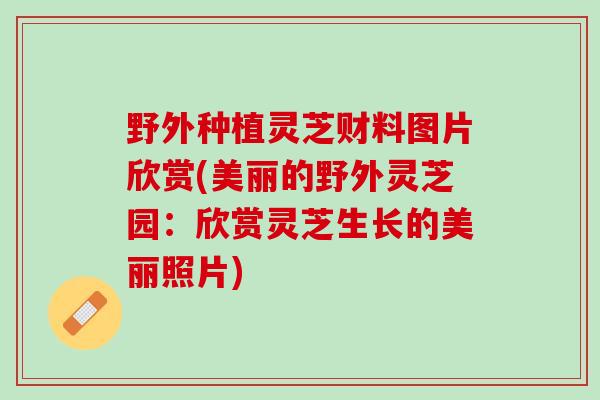 野外种植灵芝财料图片欣赏(美丽的野外灵芝园：欣赏灵芝生长的美丽照片)