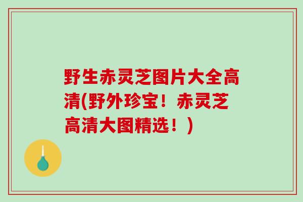 野生赤灵芝图片大全高清(野外珍宝！赤灵芝高清大图精选！)