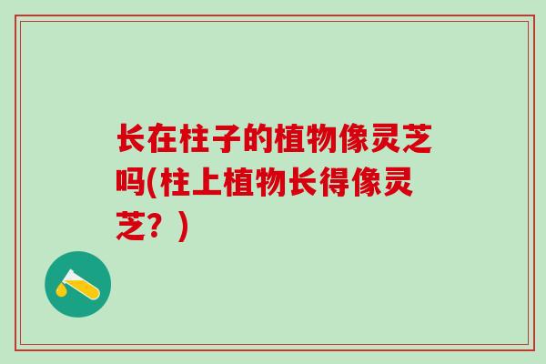 长在柱子的植物像灵芝吗(柱上植物长得像灵芝？)