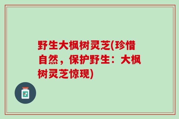 野生大枫树灵芝(珍惜自然，保护野生：大枫树灵芝惊现)