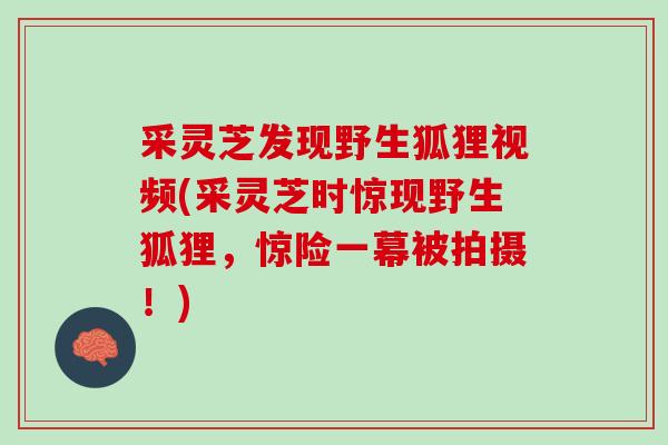 采灵芝发现野生狐狸视频(采灵芝时惊现野生狐狸，惊险一幕被拍摄！)