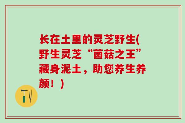 长在土里的灵芝野生(野生灵芝“菌菇之王”藏身泥土，助您养生养颜！)