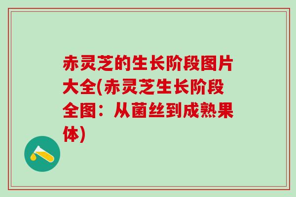 赤灵芝的生长阶段图片大全(赤灵芝生长阶段全图：从菌丝到成熟果体)