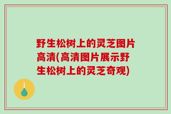 野生松树上的灵芝图片高清(高清图片展示野生松树上的灵芝奇观)