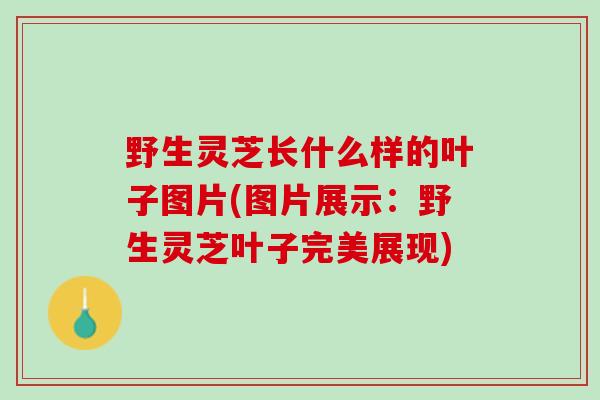野生灵芝长什么样的叶子图片(图片展示：野生灵芝叶子完美展现)