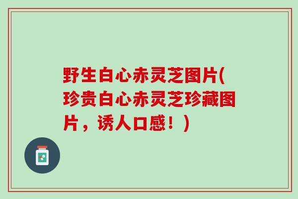 野生白心赤灵芝图片(珍贵白心赤灵芝珍藏图片，诱人口感！)