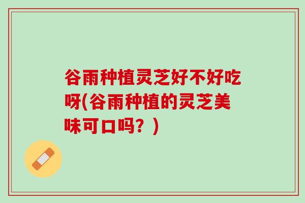 谷雨种植灵芝好不好吃呀(谷雨种植的灵芝美味可口吗？)
