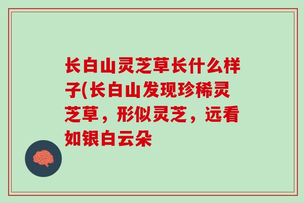 长白山灵芝草长什么样子(长白山发现珍稀灵芝草，形似灵芝，远看如银白云朵
