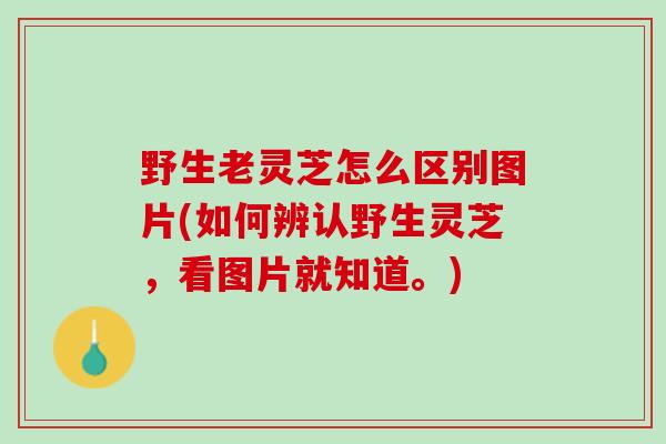 野生老灵芝怎么区别图片(如何辨认野生灵芝,看图片就知道。) 野生老灵芝怎么区别图片(如何辨认野生灵芝,看图片就知道。)