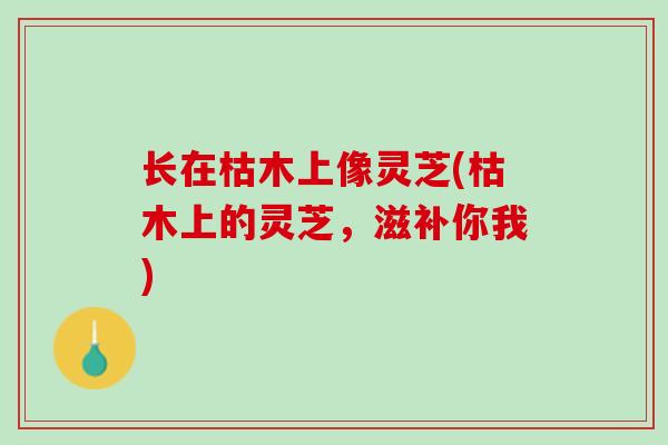 长在枯木上像灵芝(枯木上的灵芝，滋补你我)