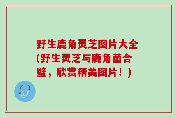 野生鹿角灵芝图片大全(野生灵芝与鹿角菌合璧,欣赏精美图片!) 野生鹿角灵芝图片大全(野生灵芝与鹿角菌合璧,欣赏精美图片!)