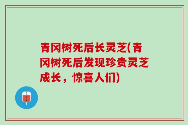 青冈树死后长灵芝(青冈树死后发现珍贵灵芝成长,惊喜人们) 青冈树死后长灵芝(青冈树死后发现珍贵灵芝成长,惊喜人们)