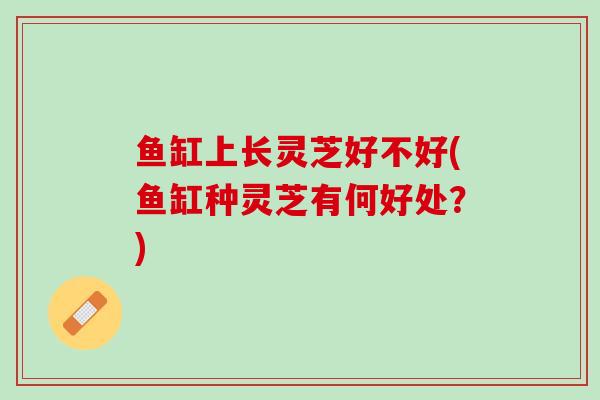 鱼缸上长灵芝好不好(鱼缸种灵芝有何好处？)