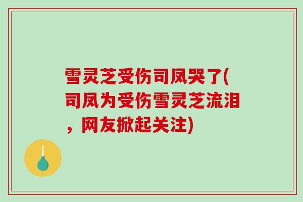 雪灵芝受伤司凤哭了(司凤为受伤雪灵芝流泪，网友掀起关注)